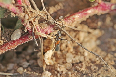 Aetole unipunctella