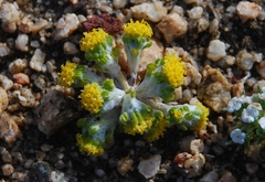 Eriophyllum pringlei