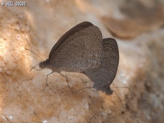 Ypthima asterope