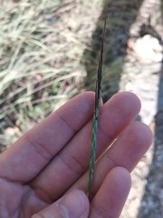 Heteropogon contortus