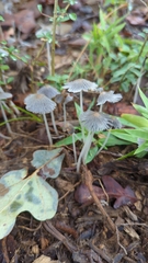 Setulosi