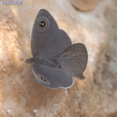 Ypthima asterope