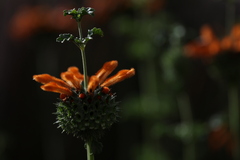 Leonotis