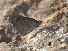 Ypthima asterope