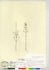 Agalinis skinneriana