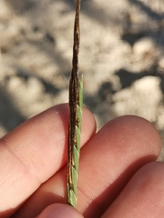 Heteropogon contortus