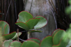 Cotyledon orbiculata