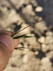 Heteropogon contortus