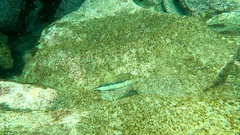 Canthigaster capistrata