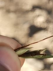 Heteropogon contortus