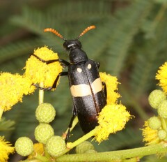 Hycleus oculatus