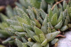 Aloe brevifolia
