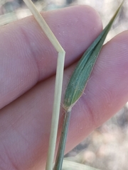 Heteropogon contortus