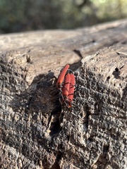 Dictyoptera aurora