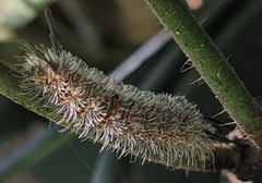 Syntomeida melanthus