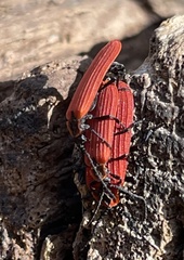 Dictyoptera aurora