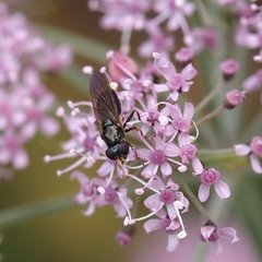 Cheilosia pagana