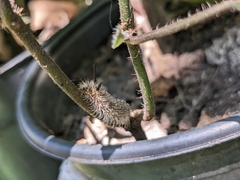 Syntomeida melanthus