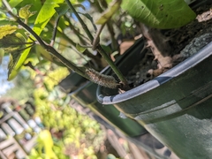 Syntomeida melanthus