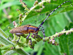 Agapanthia villosoviridescens