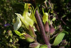 Teucrium flavum