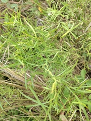 Pycnanthemum