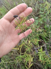 Pycnanthemum