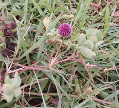 Gomphrena globosa