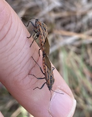 Spilostethus rivularis