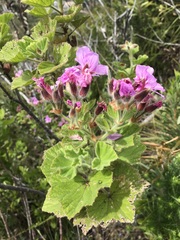Pelargonium cucullatum