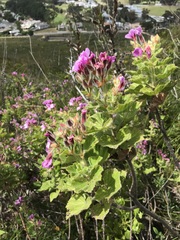 Pelargonium cucullatum