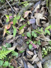 Persicaria cespitosa
