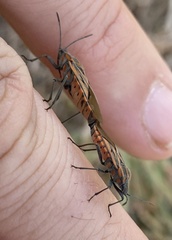 Spilostethus rivularis