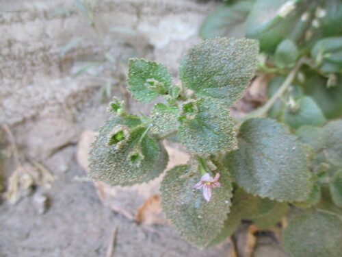 Image of Camptoloma Rotundifolium (Camptoloma rotundifolium) by no rights reserved