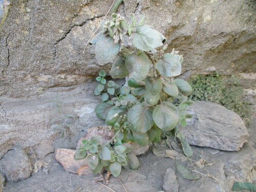 Image of Camptoloma Rotundifolium (Camptoloma rotundifolium) by no rights reserved