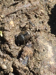 Onthophagus nuchicornis