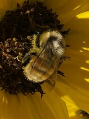 Bombus huntii