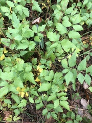 Xanthorhiza simplicissima