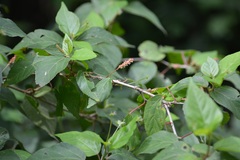 Acalypha leptopoda