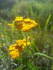 Helichrysum dasyanthum