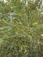 Phyllostachys aurea