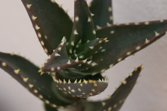 Aloe