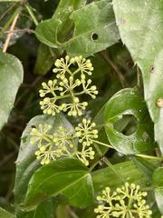 Cissus