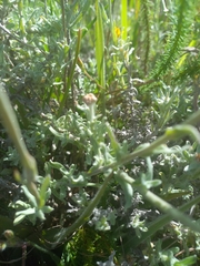 Helichrysum dasyanthum