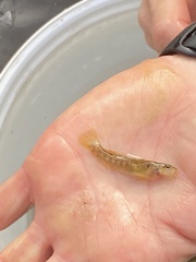 Etheostoma flabellare