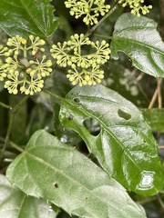 Cissus