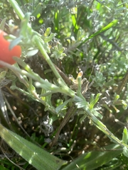 Helichrysum dasyanthum