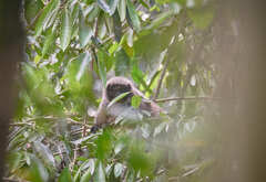 Callicebus nigrifrons