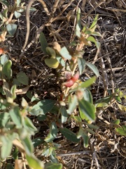 Atriplex semibaccata