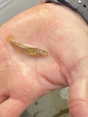 Etheostoma flabellare